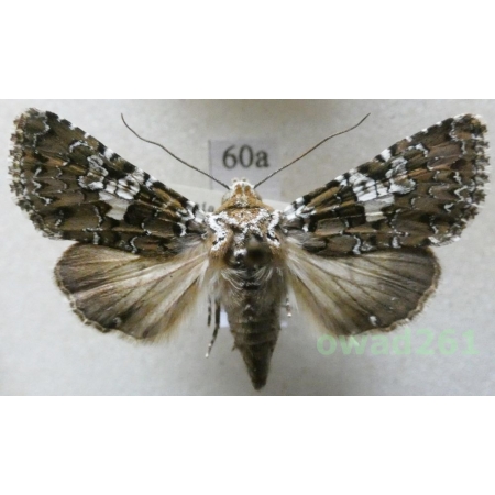 Hadena albimacula (Borkhausen, 1792) Czech60a